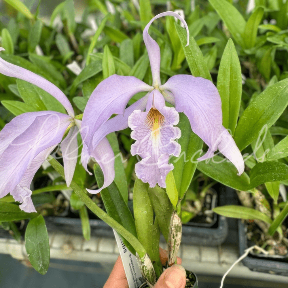 オガチヤン Rlc. Toshie Aoki 'Pizzazz' — Palmer Orchids